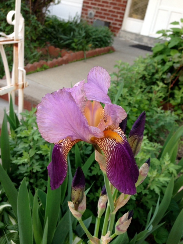 purple-iris-astoria-nyc